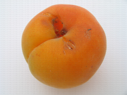 Abricot, morsure de forficule au niveau de la cuvette pédonculaire